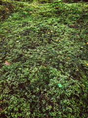 Forest floor with lingonberry bushes, red fruits of cowberry (vaccinium vitis-idaea) and moss....