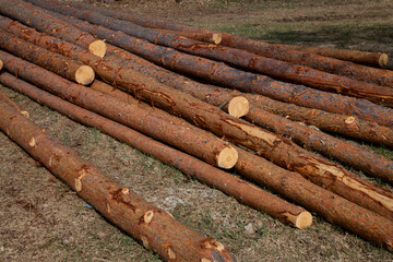 Langholz aus Fichte zum Verkauf im Wald gelagert