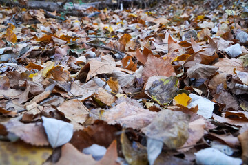 hojas secas caídas en el suelo, por ser otoño, distntos tonos de hojas