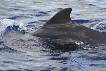 The long-finned pilot whale (Globicephala melas) is a large species of oceanic dolphin. It shares the genus Globicephala with the short-finned pilot whale (Globicephala macrorhynchus). Canary Islands.