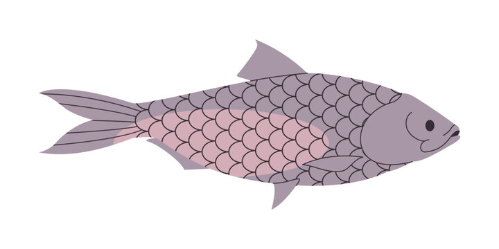grey color tenualosa ilisha fish wild nature animal freshwater river or lake swim underwater