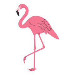 pink color flamingo bird wild nature tropical beautiful animal feather have long neck and foot
