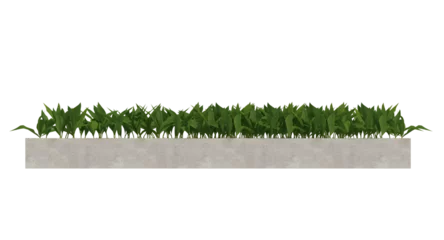 Papier Peint photo Lavable Herbe Small plants green leaf with flower in concrete planter, green grass isolated on transparent background.