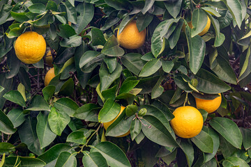 floral background of ripe fragrant juicy oranges on the tree