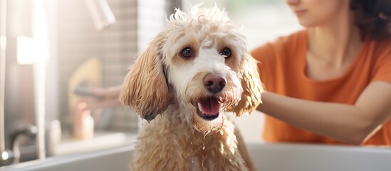 Close up muzzle of cute obedient curly Labradoodle dog female groomer washing pet with shampoo in bathroom at grooming salon Unrecognizable woman owner carefully washes pet fur in bath at home - obrazy, fototapety, plakaty