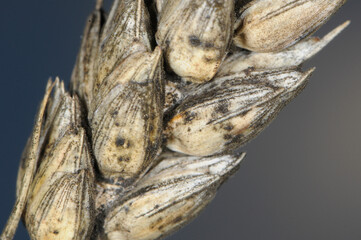 Schwärzepilze,  Cladosporium,   Aureobasidium, Winterweizenähre