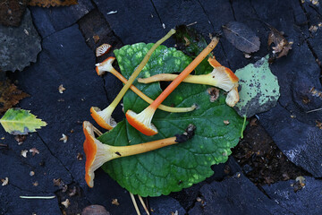 Goblet Waxcap, Hygrocybe cantharellus, wild mushroom from Finland