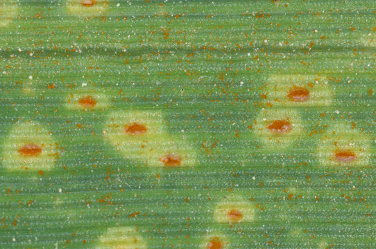 Zwergrost,  Puccinia hordei,  Gerste