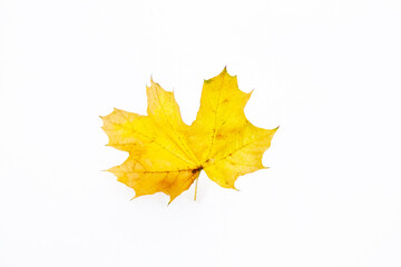 Yellow fallen maple leaf on snow.