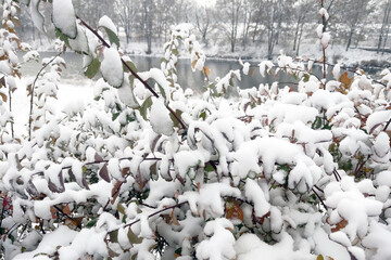 Small bushes are covered with snow. Snowy winter.
