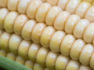 Macro photography of corn cob angled view