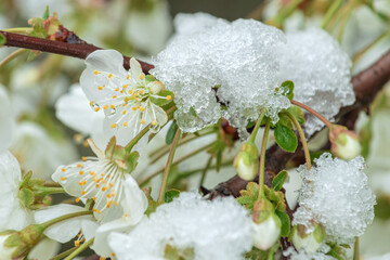 Snow in spring, blooming fruit tree branches in orchard covered in snow