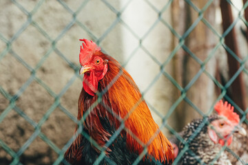 Rooster behind the wire fence on farm