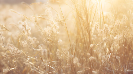Golden sunlight shining through field of tall grass