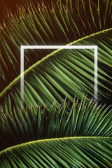 Creative layout copy space with white frame made of lush green tropical palm leaves