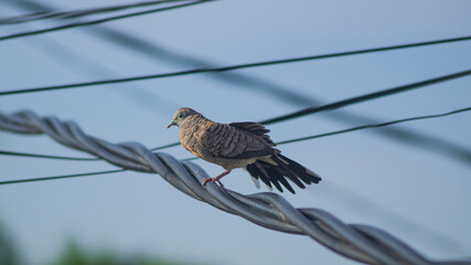 wild life of turtle doves