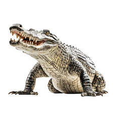 crocodile，png