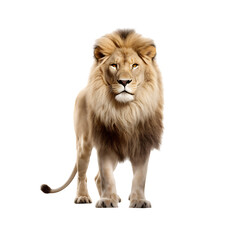 lion isolated on white background，png