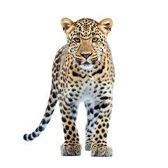 portrait of a leopard，png