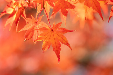 Beautiful maple leaves on the tree in autumn season.