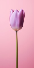 Pink tulip on a pink background with copy space for your text.