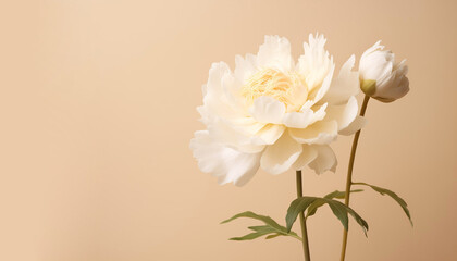 White peony flower on a beige wall. Minimal stylish flower arrangement still life. Banner with copy space.