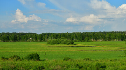 Fototapeta na wymiar Nature of Russia at the beginning of summer - wild grass and birch trees