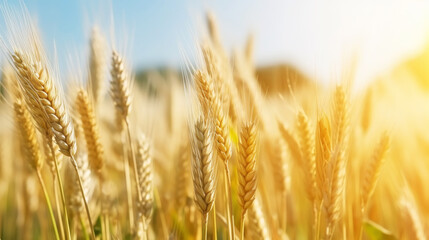 Fototapeta premium Close up of ripe golden wheat ears, field of wheat in a summer day, sun flare. Harvesting period. Generative AI