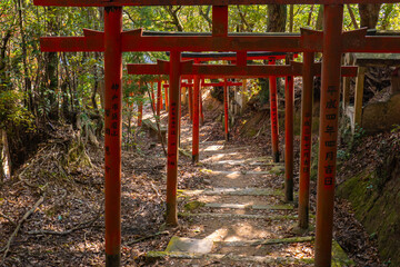 森の中の赤い鳥居