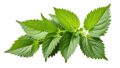 nettle isolated on transparent background