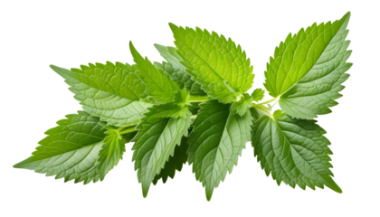 nettle isolated on transparent background
