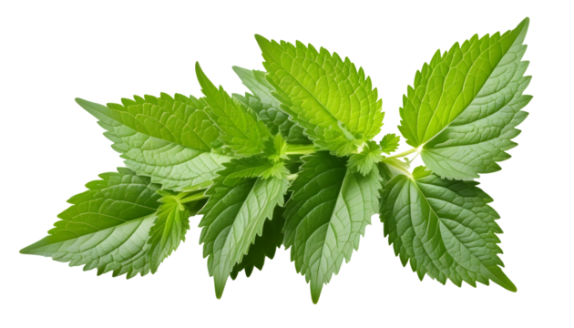 nettle isolated on transparent background