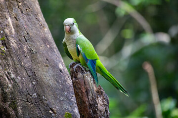 Caturrita ou periquito-monge (Myiopsitta monachus), também conhecida como periquito torrenho, catorra, miranha ou cocota.