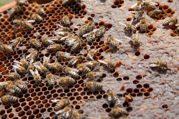 Working bee on the honeycomb with sweet honey..