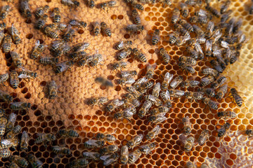 Working bees in a hive on honeycomb. Bees inside hive with sealed and open cells for their young..