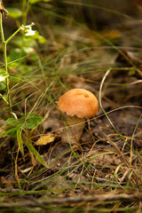 Red boletus mushroom in the wild. Red boletus mushroom grows on the forest floor at autumn season..
