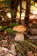 Porcini mushroom growing in pine tree forest at autumn season..