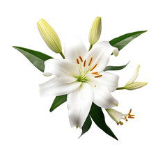 white lily flower isolated on transparent background