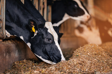 Portrait Holstein Cows in modern farm livestock animal with sunlight.