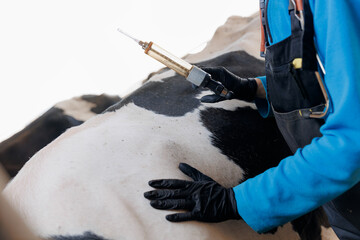 Woman veterinarian holding syringe with vaccine on background of dairy cow in cowshed. Concept vet...