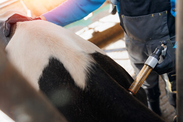Woman veterinarian gives injection syringe to cow. Concept vaccine for health care of cattle on...