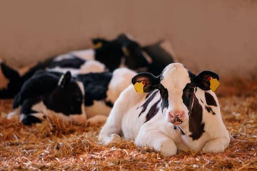 Tuinposter Closeup portrait of holstein calf cow lying in straw inside dairy farm with sunlight © Parilov
