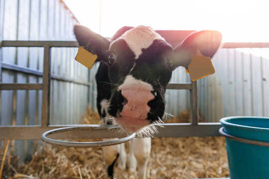 Closeup portrait of holstein calf on dairy farm with sunlight