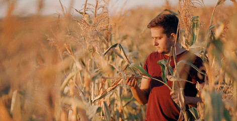 Portrait young man farmer in cornfield checks quality freshly harvested corn for making silo....