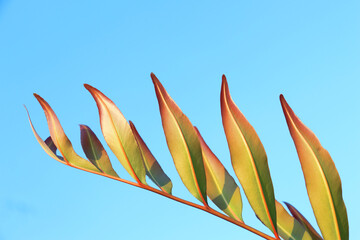 Young leaves of red ferns against a blue sky background. for backgrounds, wallpapers and designs
