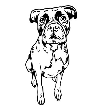 Funny Boxer - Dog Breed, Funny dog Vector File, detailed vector