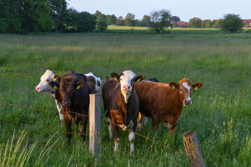 Kühe auf einer Wiese in der Nähe von Lütau