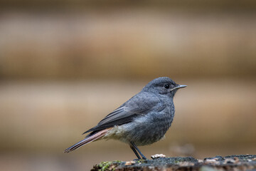 A young black redstart (Phoenicurus ochruros) stands on the wooden stump with brown background and copyspace. Close-up portrait of a young black redstart on a summer day.