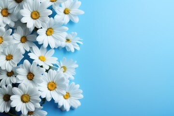  a bunch of white daisies with yellow centers on a blue background with space for a text or an image.
