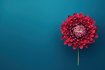  a close up of a red flower on a blue background with a white center on the center of the flower.